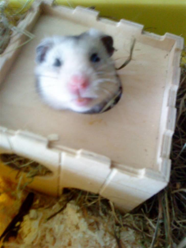 Hamster Lionel/ Hr. Hamster - Lionel i sit slot billede 1