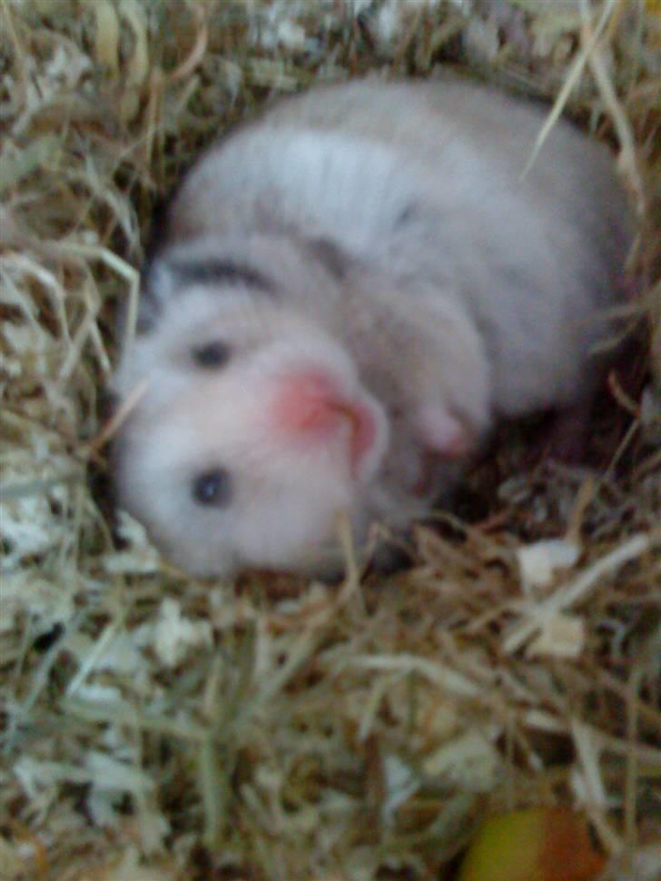 Hamster Lionel/ Hr. Hamster - Lionel billede 2