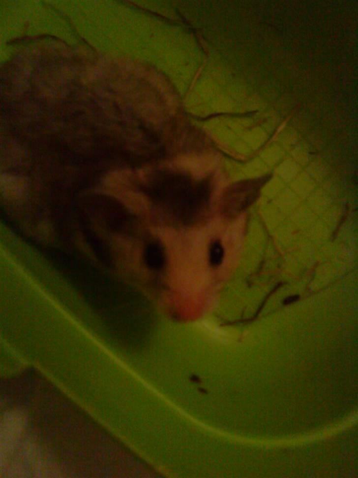 Hamster Lionel/ Hr. Hamster - Lionel billede 3