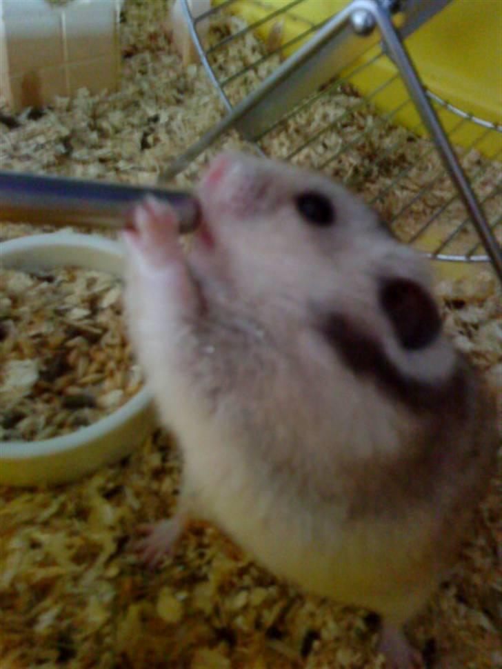 Hamster Lionel/ Hr. Hamster - Lionel billede 4
