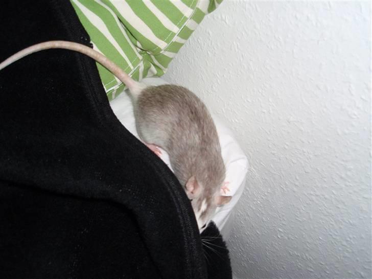 Tamrotte Coco - Coco er på vej under tæppet billede 6