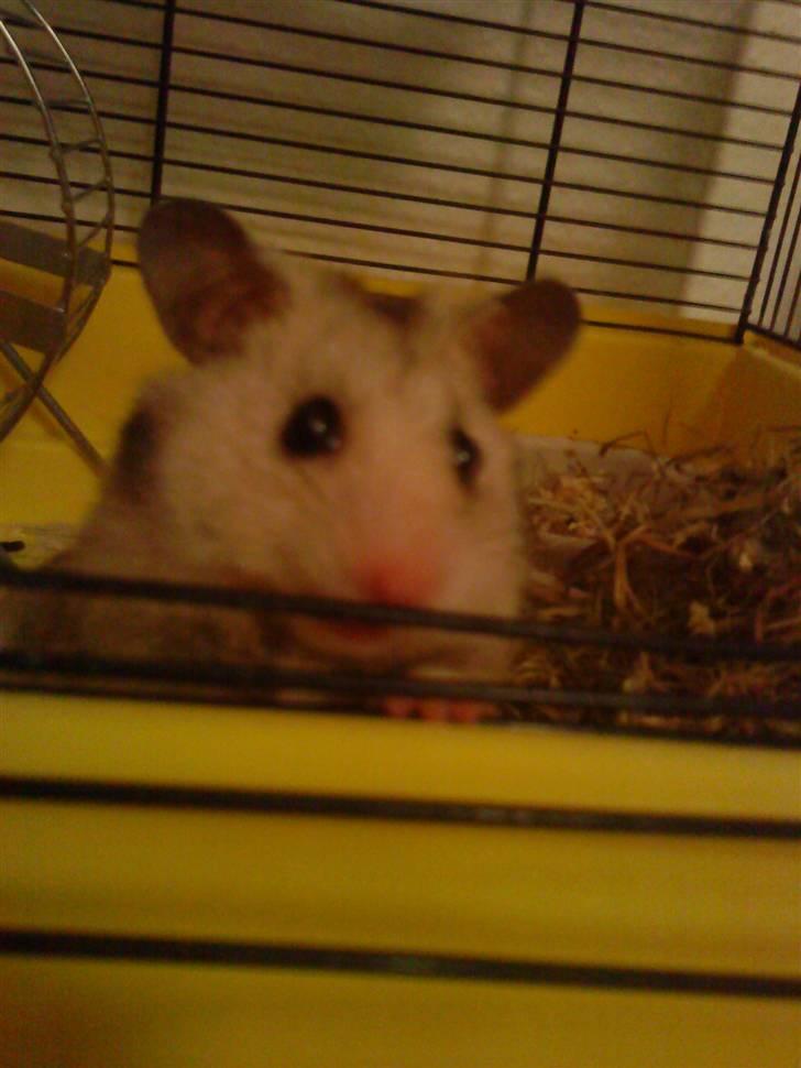 Hamster Lionel/ Hr. Hamster - Lionel billede 5