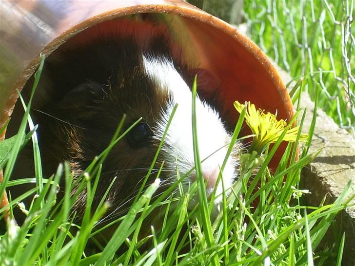 Marsvin Elmegårdens Hvirvel billede 2