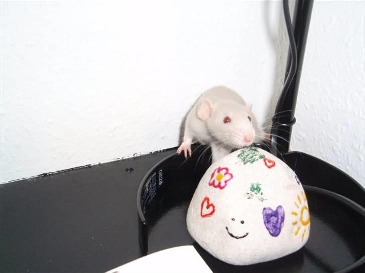 Tamrotte Clara *RIP* - Coco på mit skrivebord billede 1