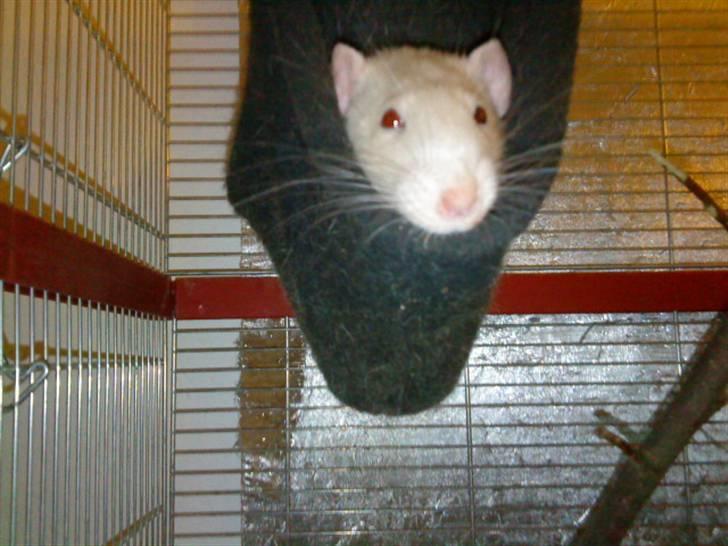 Tamrotte Clara *RIP* - Coco i hængekøje billede 2