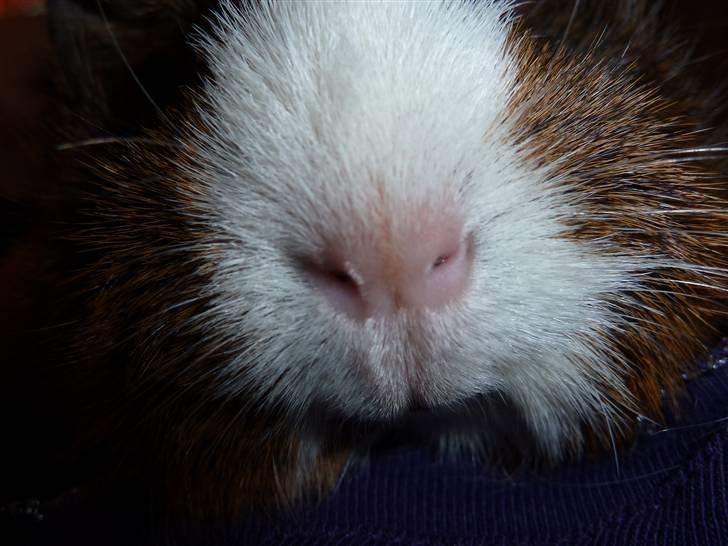 Marsvin Elmegårdens Hvirvel billede 3