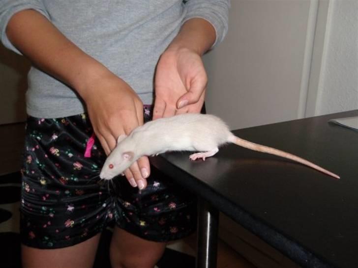 Tamrotte Clara *RIP* - Coco og halvdelen af mig(: billede 3