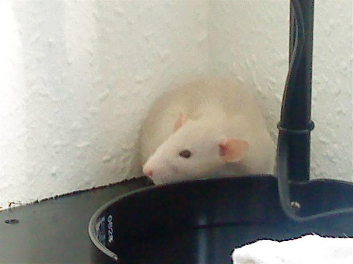 Tamrotte Clara *RIP* - Clara sover på mit skrivebord billede 4