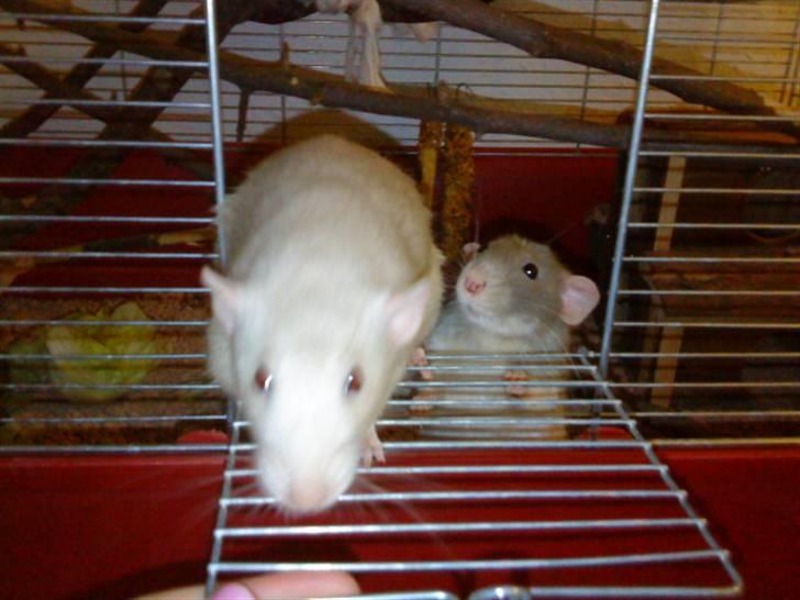 Tamrotte Clara *RIP* - Clara, Cirkeline i baggrunden billede 5