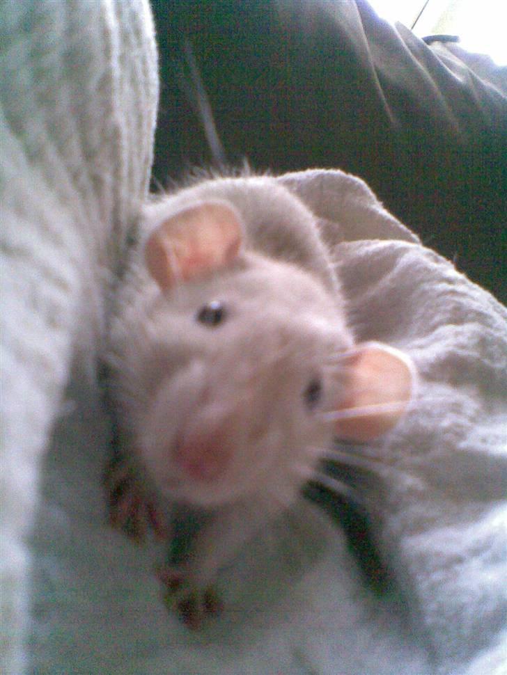 Tamrotte Clara *RIP* - Sødt, desværre bare sløret billede 6