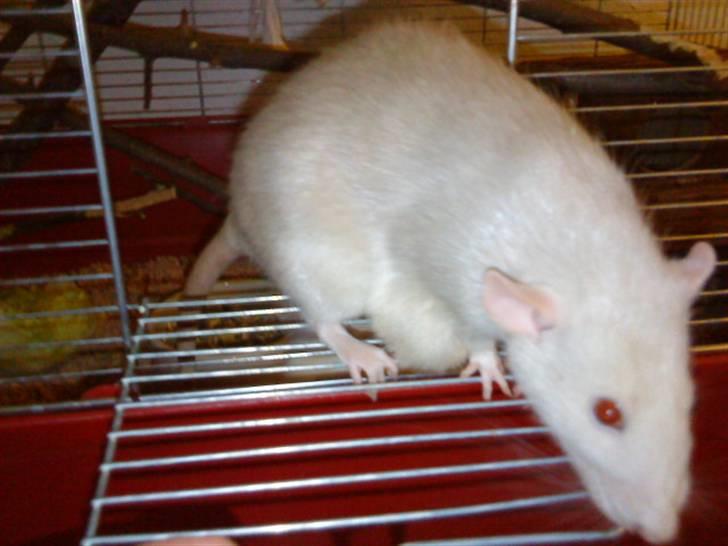 Tamrotte Clara *RIP* - Clara kigger ud billede 7