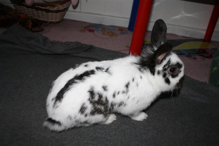 Kanin Holger .RIP.  <3 -  velkommen til min profil i ønskes en god fornøjelse billede 1