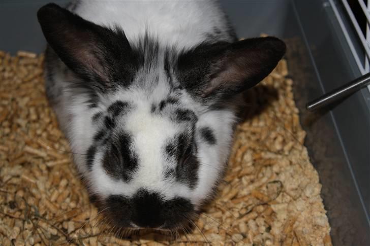 Kanin Holger .RIP.  <3 billede 2