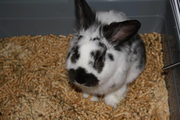 Kanin Holger .RIP.  <3 billede 3