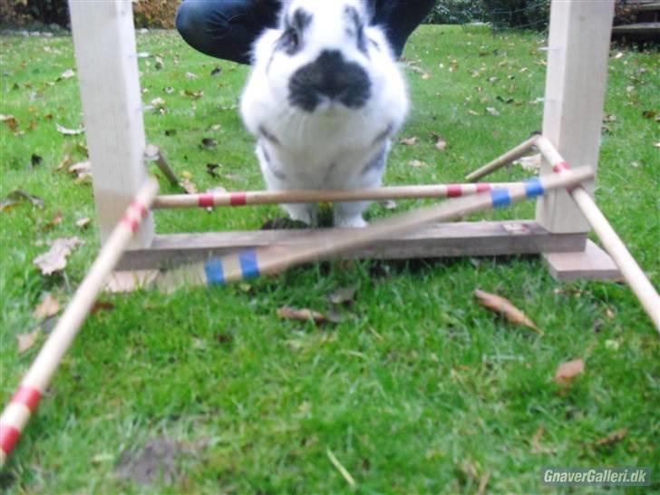 Kanin Holger .RIP.  <3 billede 4