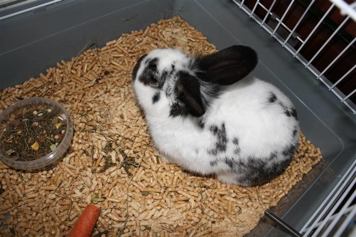 Kanin Holger .RIP.  <3 billede 5