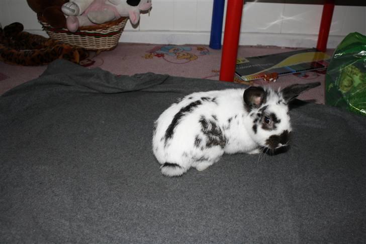 Kanin Holger .RIP.  <3 billede 6