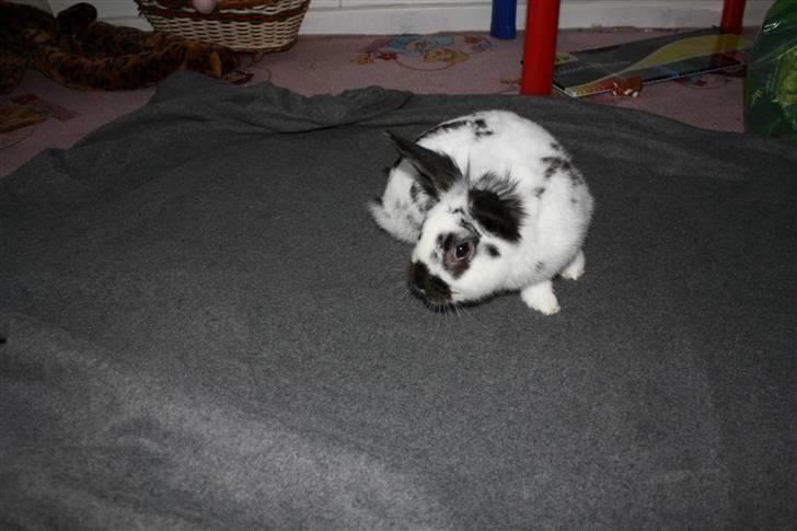 Kanin Holger .RIP.  <3 billede 8