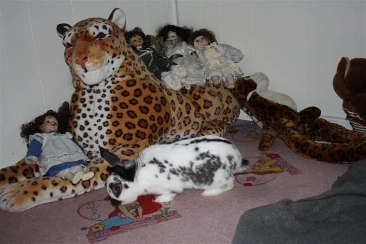 Kanin Holger .RIP.  <3 billede 9