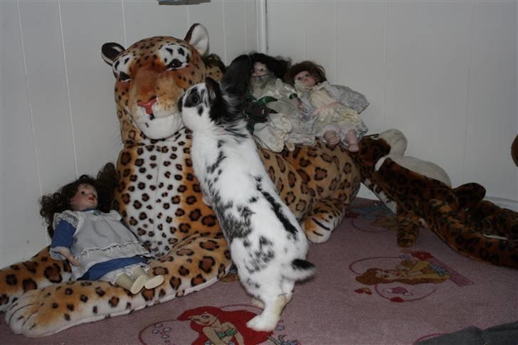 Kanin Holger .RIP.  <3 billede 10