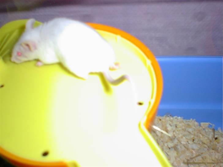 Mus Spit Albino *DØD* billede 2