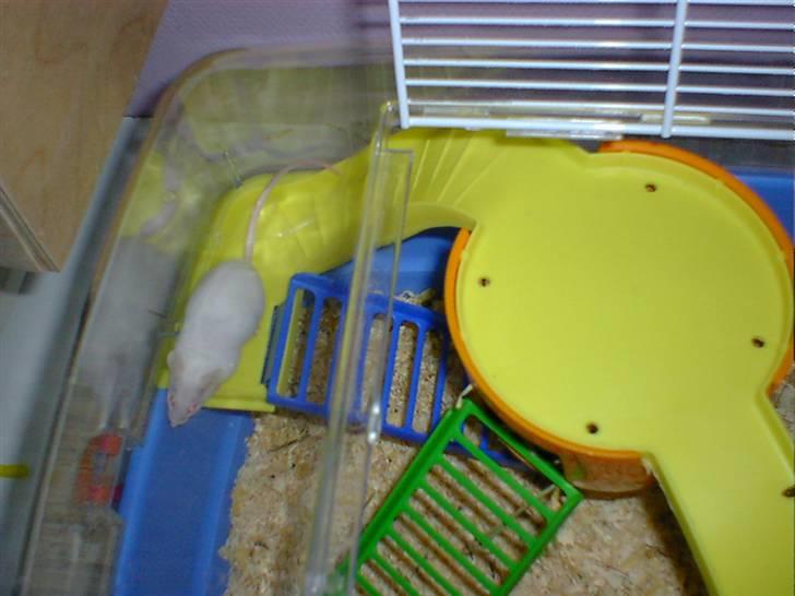 Mus Spit Albino *DØD* billede 3