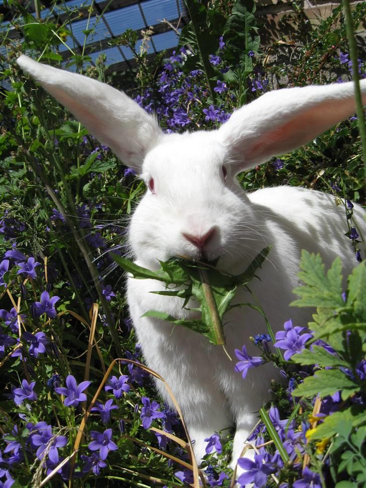 Kanin Mira billede 1