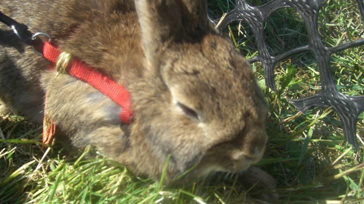 Kanin Gubbi - Heij :D billede 1