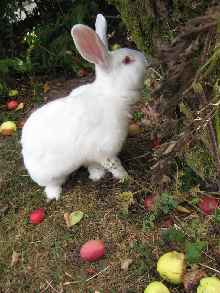 Kanin Mira billede 2