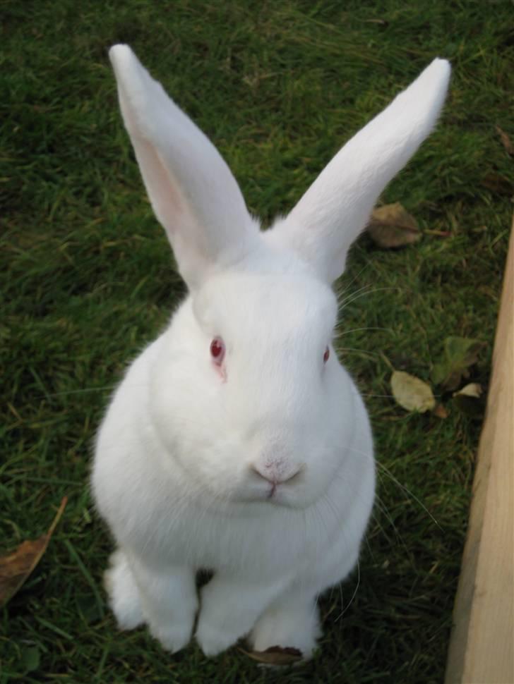 Kanin Mira billede 3