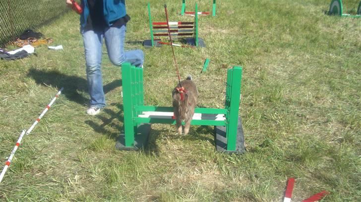 Kanin Gubbi billede 2