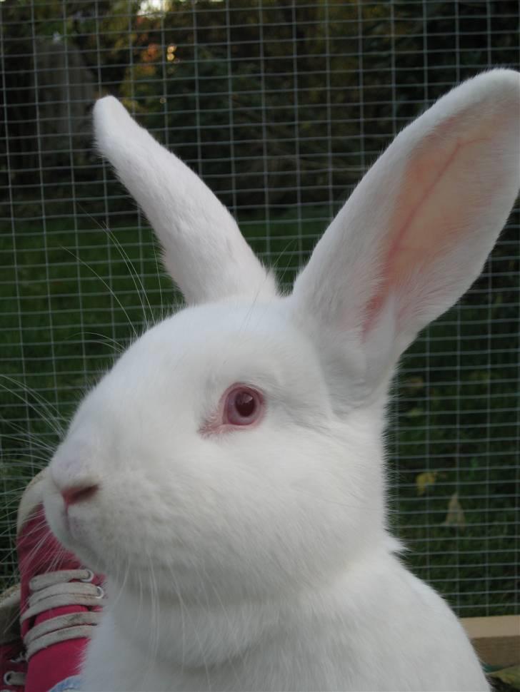 Kanin Mira billede 4