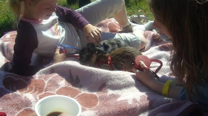 Kanin Gubbi billede 3