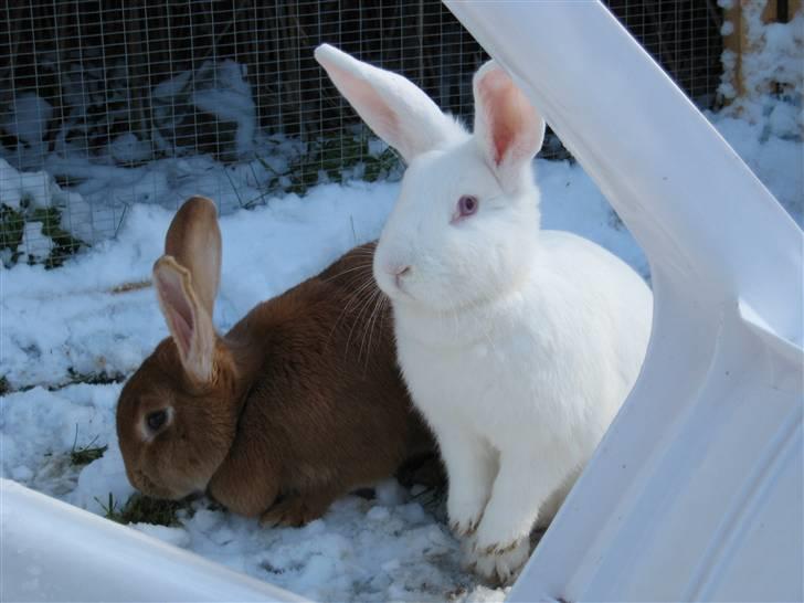 Kanin Mira billede 5