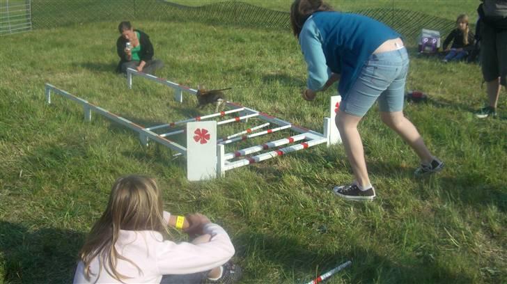 Kanin Gubbi billede 4