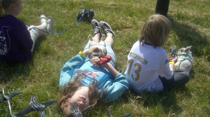 Kanin Gubbi billede 5