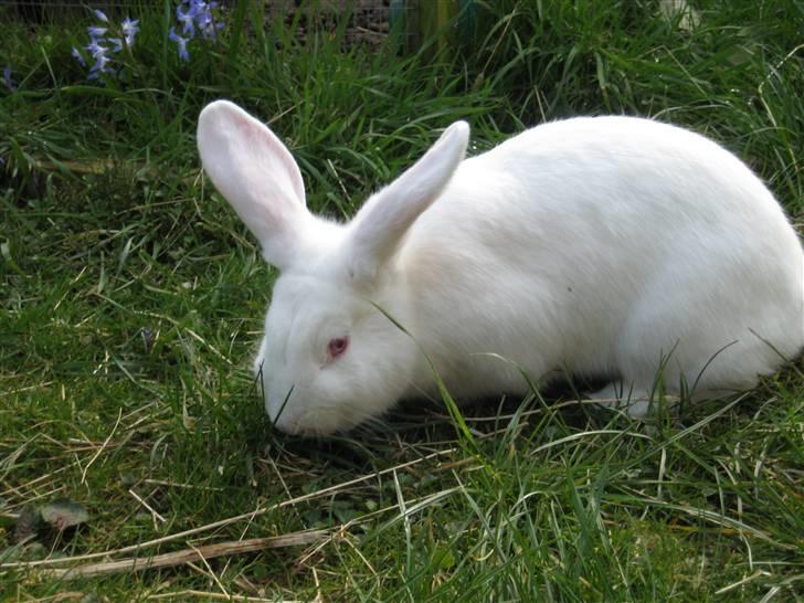 Kanin Mira billede 6