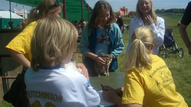 Kanin Gubbi billede 7