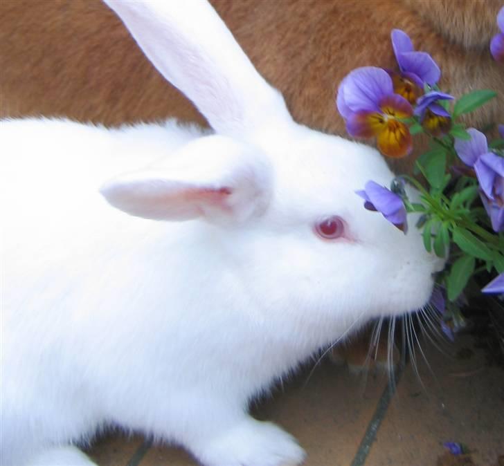 Kanin Mira billede 7