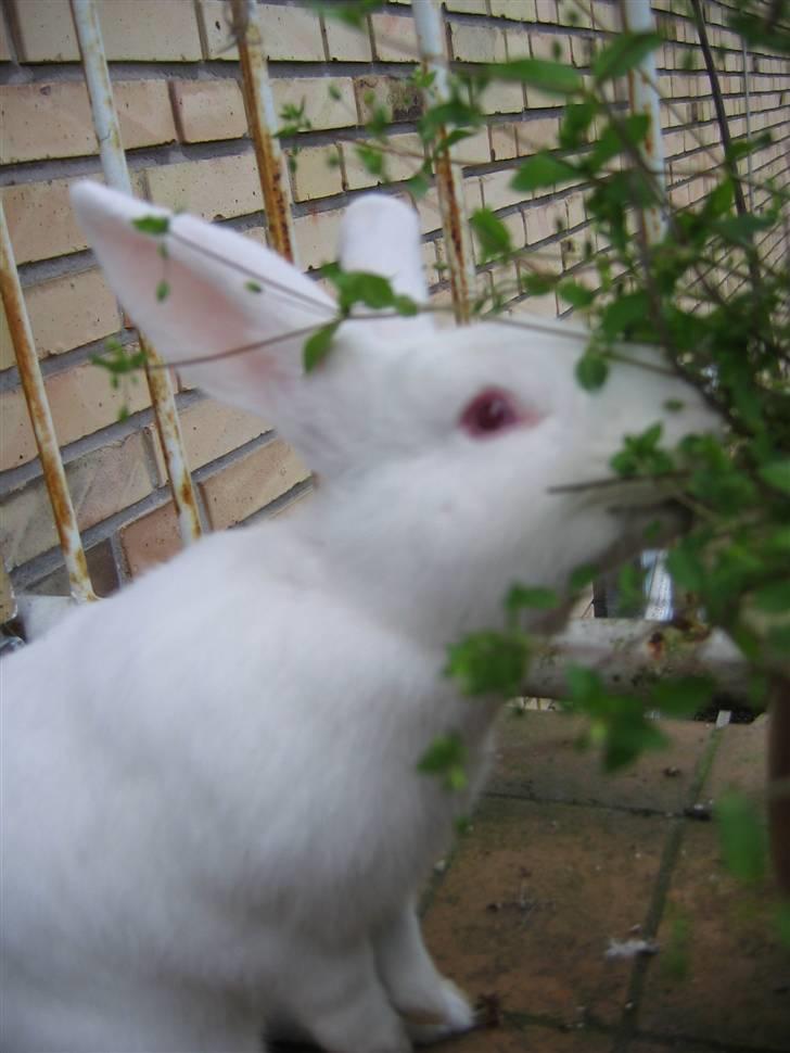 Kanin Mira billede 8