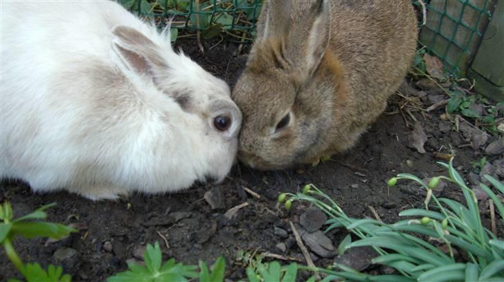 Kanin Gubbi billede 9