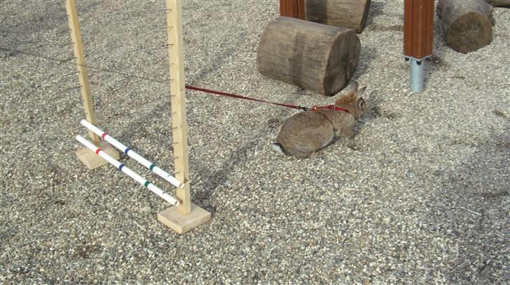 Kanin Gubbi billede 10