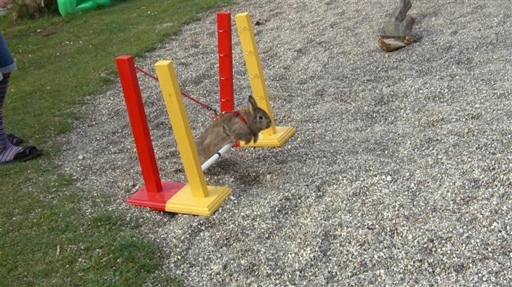 Kanin Gubbi billede 11