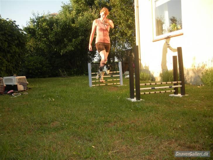 Kanin DV- Kashmir (STAMPE) - :P billede 6