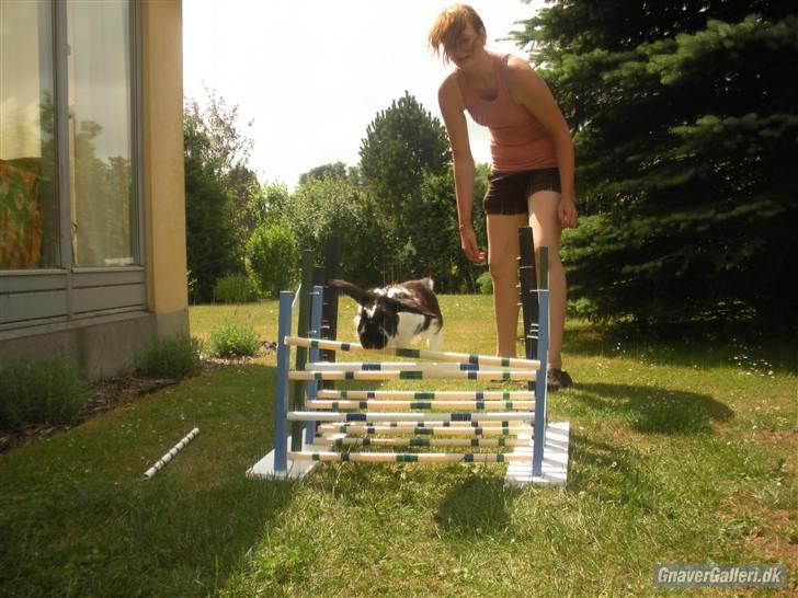 Kanin DV- Kashmir (STAMPE) - uhh<3 billede 7