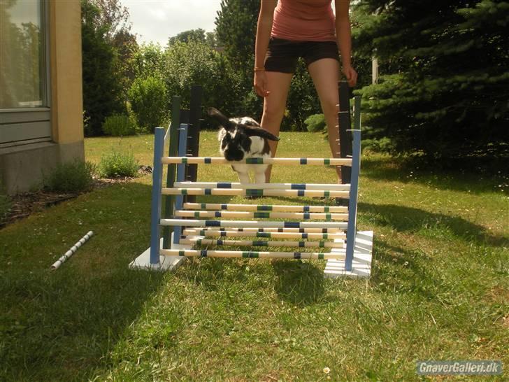 Kanin DV- Kashmir (STAMPE) - ihh <3 billede 8