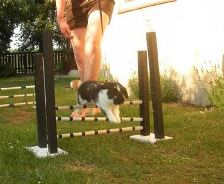 Kanin DV- Kashmir (STAMPE) - et meget lille hop, tror det var et af hans første, efter genoptræningen <3 billede 10