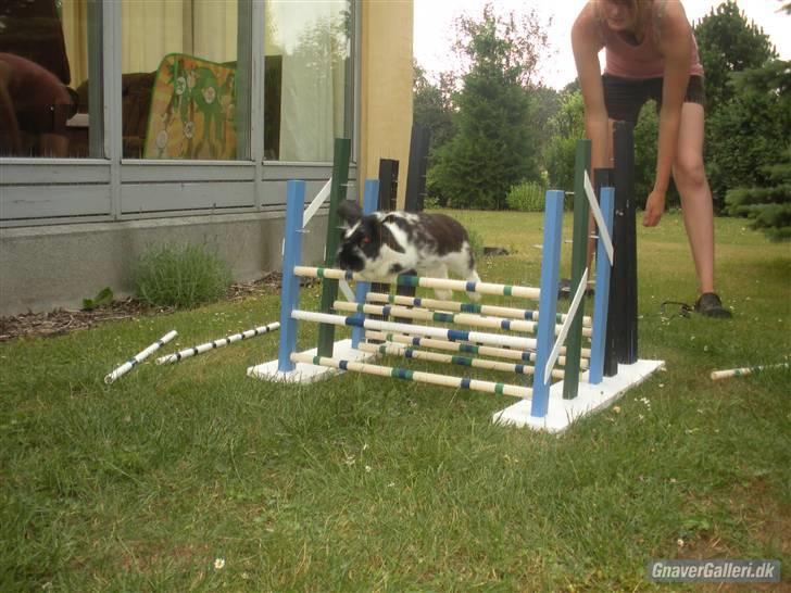 Kanin DV- Kashmir (STAMPE) - I really really love you, my lover boy <3 billede 11