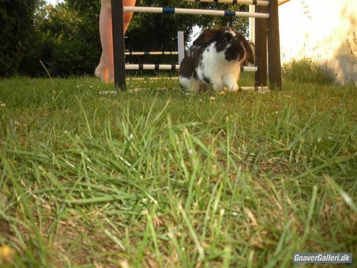 Kanin DV- Kashmir (STAMPE) - wee :D billede 12