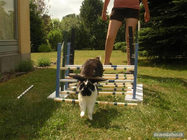 Kanin DV- Kashmir (STAMPE) - på vej ned fre hop :D:D!! billede 13